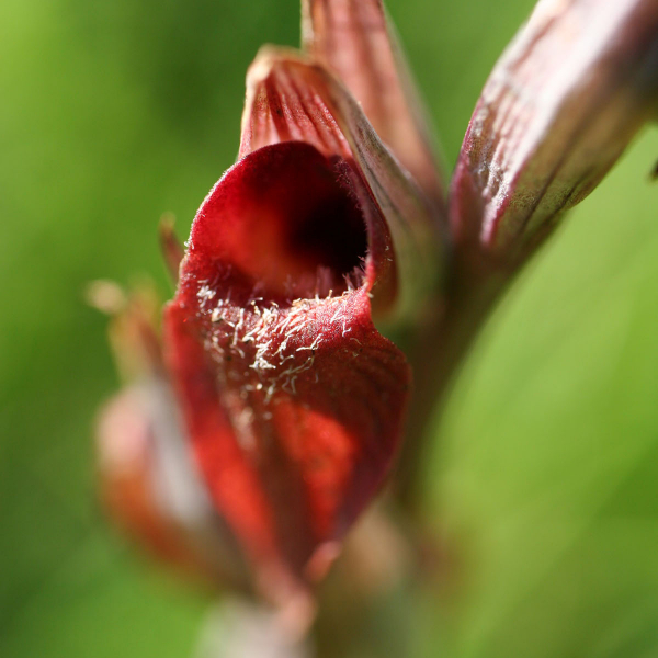 Serapia vomeracea